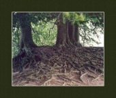 roots framed image healthtips images